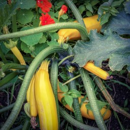 babd|Hall Squash Casserole