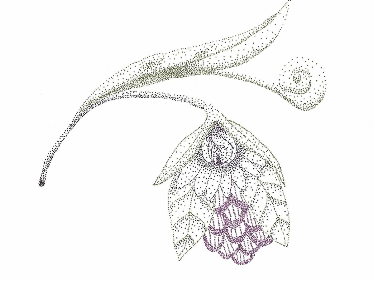 [Private Collection] Flower