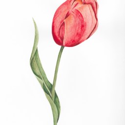 [Available] Red & Coral Tulip