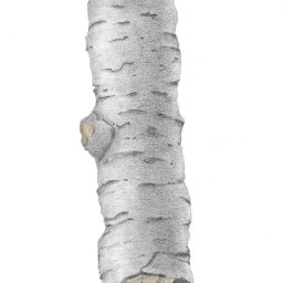 [Private Collection] Branch