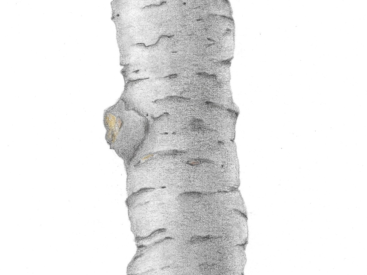 [Private Collection] Branch