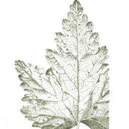 [Private Collection] Stippled Maple Leaf