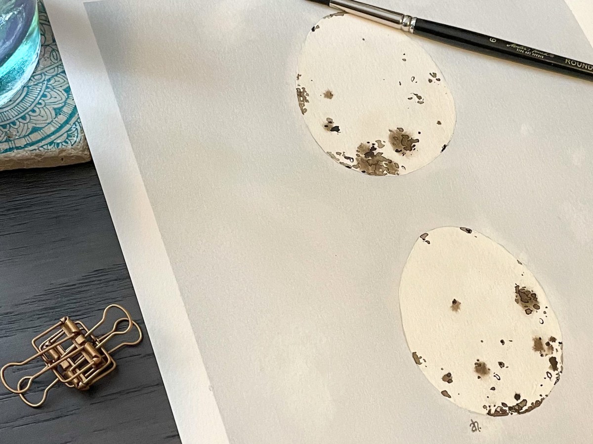 [Private Collection] Spinus Tristis Oology Study