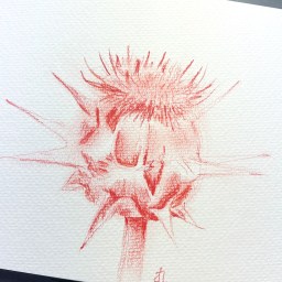 [Private Collection] Thistle Flower