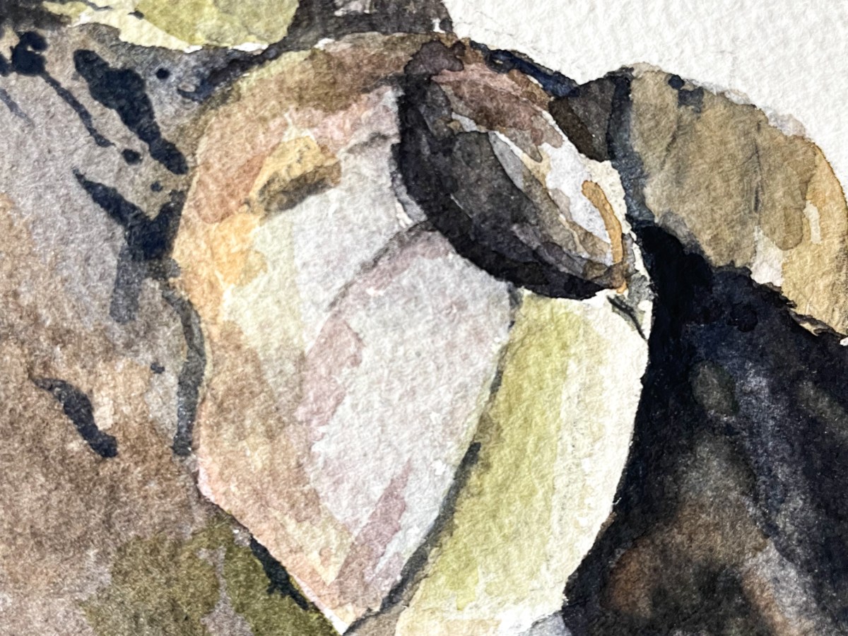 [Private Collection] Barnacled Shell from Mississippi Gulf Coast