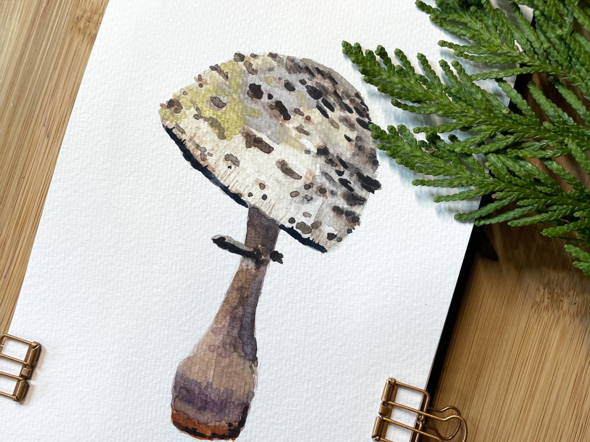 [Private Collection] Little Man of the Forest Floor