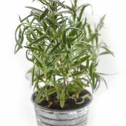 Soy-Balsamic Roasted Chicken with Rosemary